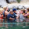 Swim with dolphins